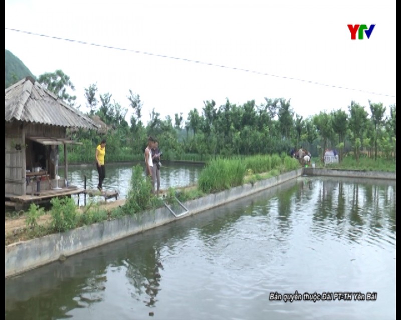 Diện tích nuôi trồng thủy sản của huyện Trấn Yên đạt gần 371 ha