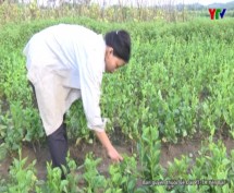 Xã Văn Phú quy hoạch phát triển vùng rau an toàn
