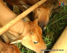 Tổng đàn gia súc của huyện Văn Chấn đạt 124.000 con