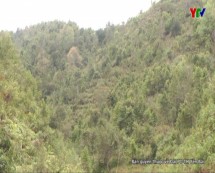 BQL rừng phòng hộ huyện Mù Cang Chải chuẩn bị cây giống cho trồng rừng vụ xuân