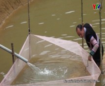 Sản lượng thủy sản của huyện Văn Chấn đạt 350 tấn