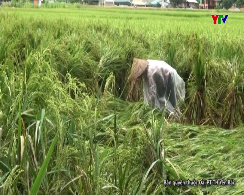 30 ha lúa mùa của thị xã Nghĩa Lộ bị gẫy đổ
