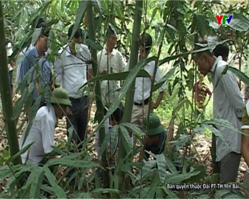 Huyện Trấn Yên đẩy mạnh trồng tre măng Bát Độ