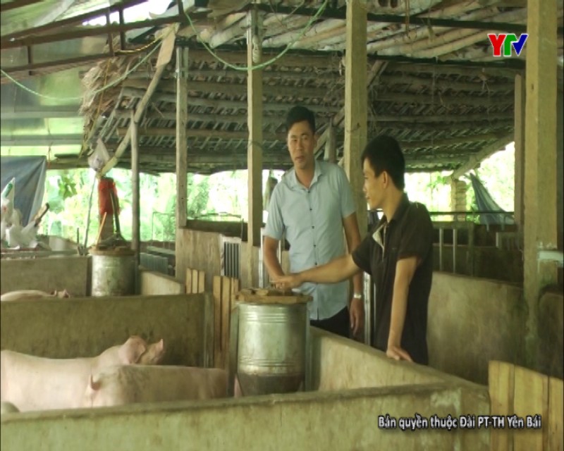 Hiệu quả chính sách hỗ trợ chăn nuôi hàng hóa ở huyện Yên Bình