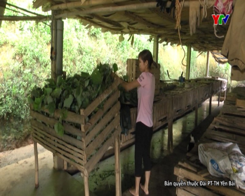 Hội phụ nữ huyện Văn Yên với các phong trào thi đua