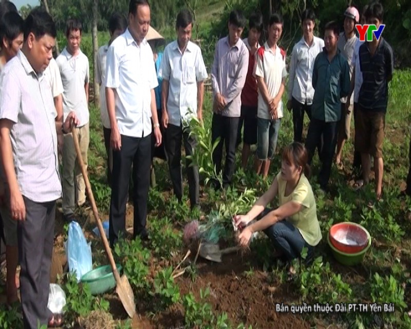 Huyện Lục Yên đẩy nhanh tiến độ trồng cam