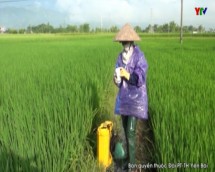 Huyện Văn Chấn chủ động phòng trừ sâu bệnh hại lúa
