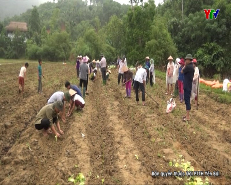 Xã Hồng Ca huyện Trấn Yên phấn đấu đến năm 2020 có 50 ha dâu