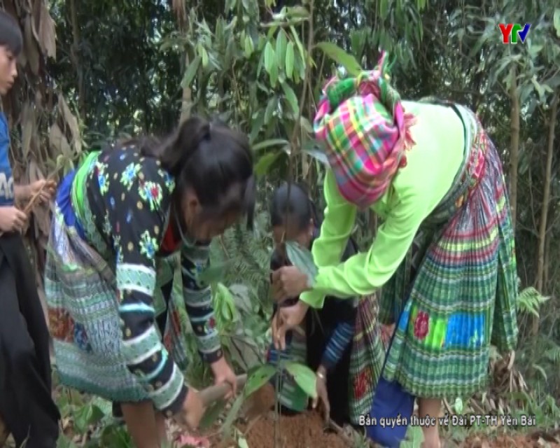 Toàn tỉnh trồng mới gần 11.000 ha rừng