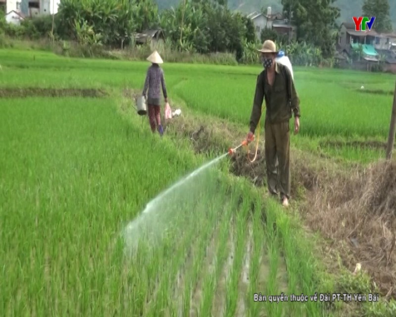 Nông dân Văn Chấn tập trung phòng trừ sâu bệnh hại lúa