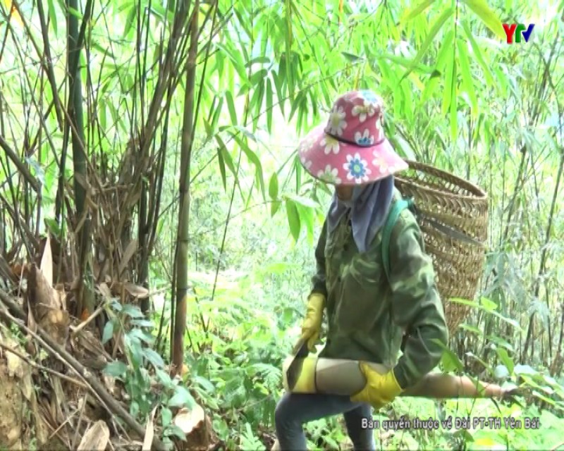 Nông dân Kiên Thành tập trung thu hoạch măng tre Bát độ