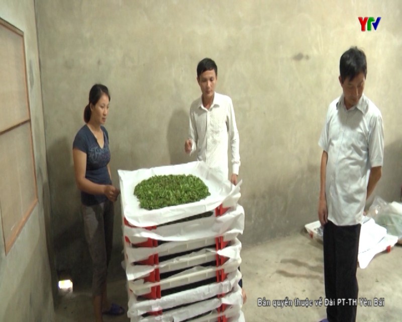Hướng phát triển bền vững cho nghề dâu tằm tại huyện Trấn Yên