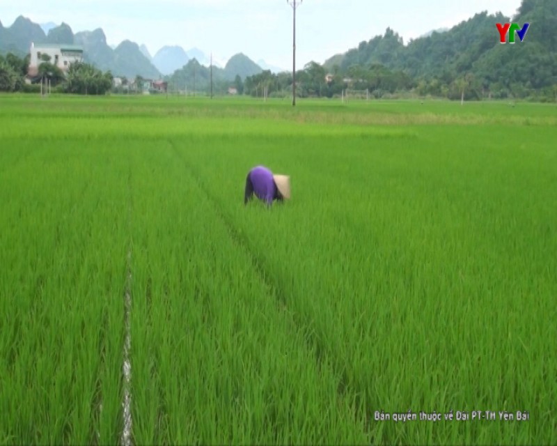 Huyện Lục Yên tập trung chăm sóc lúa mùa