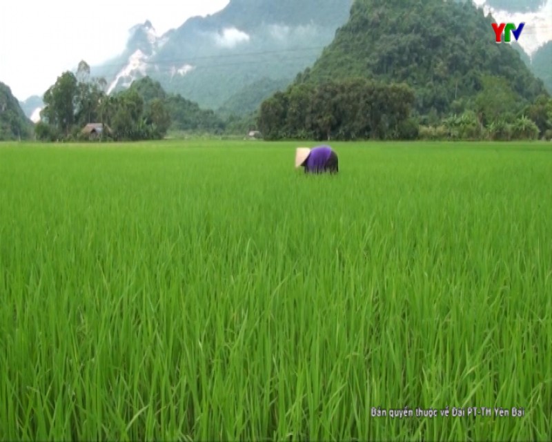 Huyện Lục Yên tập trung chăm sóc lúa mùa