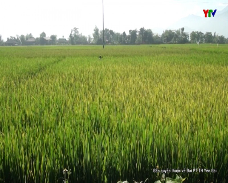 Thị xã Nghĩa Lộ quyết liệt phòng trừ sâu bệnh hại lúa mùa