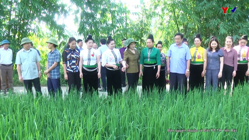 Đồng chí Bí thư Tỉnh ủy Phạm Thị Thanh Trà thăm một số mô hình kinh tế tại huyện Trạm Tấu