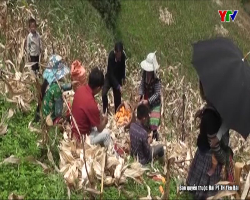 Nông dân huyện Mù Cang Chải tập trung thu hoạch ngô vụ xuân hè