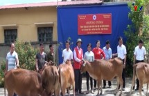 Hội Chữ thập đỏ tỉnh Hà Nam trao bò giống cho hộ nghèo xã Xuân Tầm, huyện Văn Yên