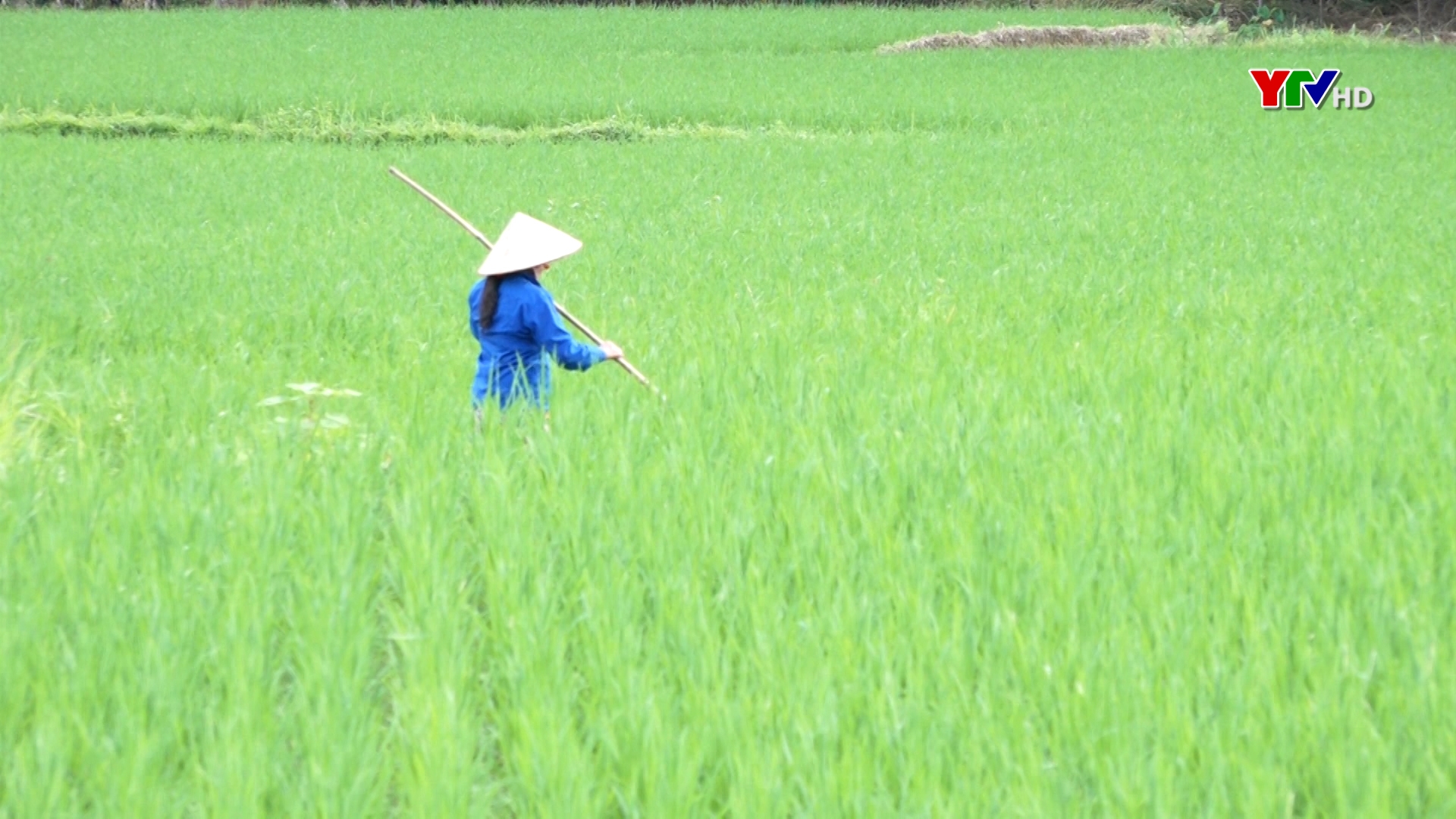Nông dân huyện Lục Yên tập trung phòng trừ sâu bệnh hại lúa mùa