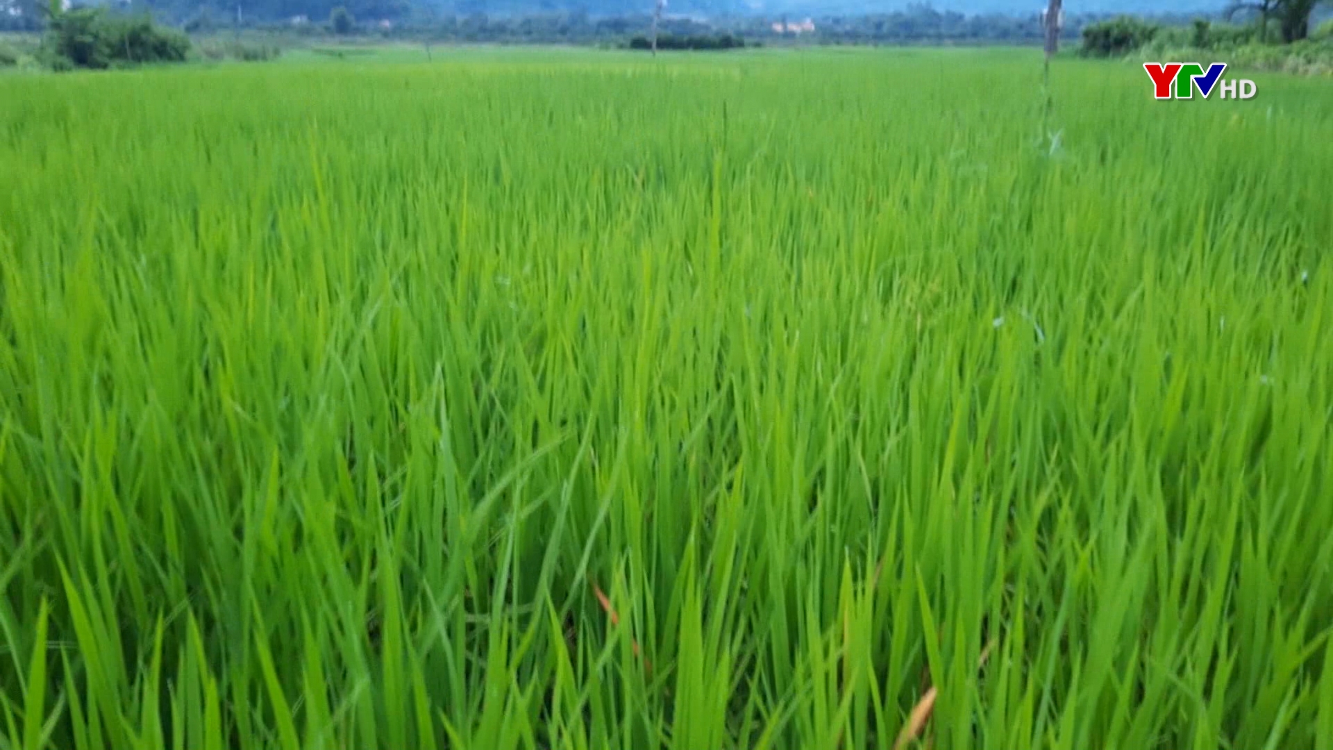 Huyện Lục Yên: 340 ha lúa mùa bị nhiễm sâu bệnh