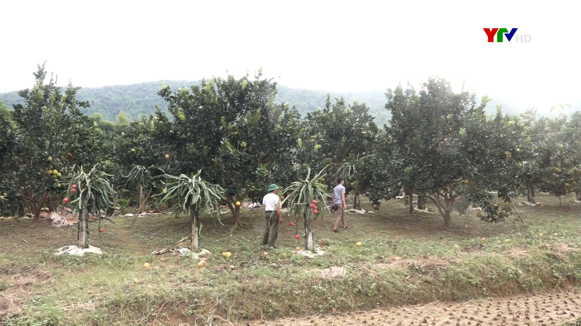 Lục Yên duy trì 800 ha cây ăn quả có múi