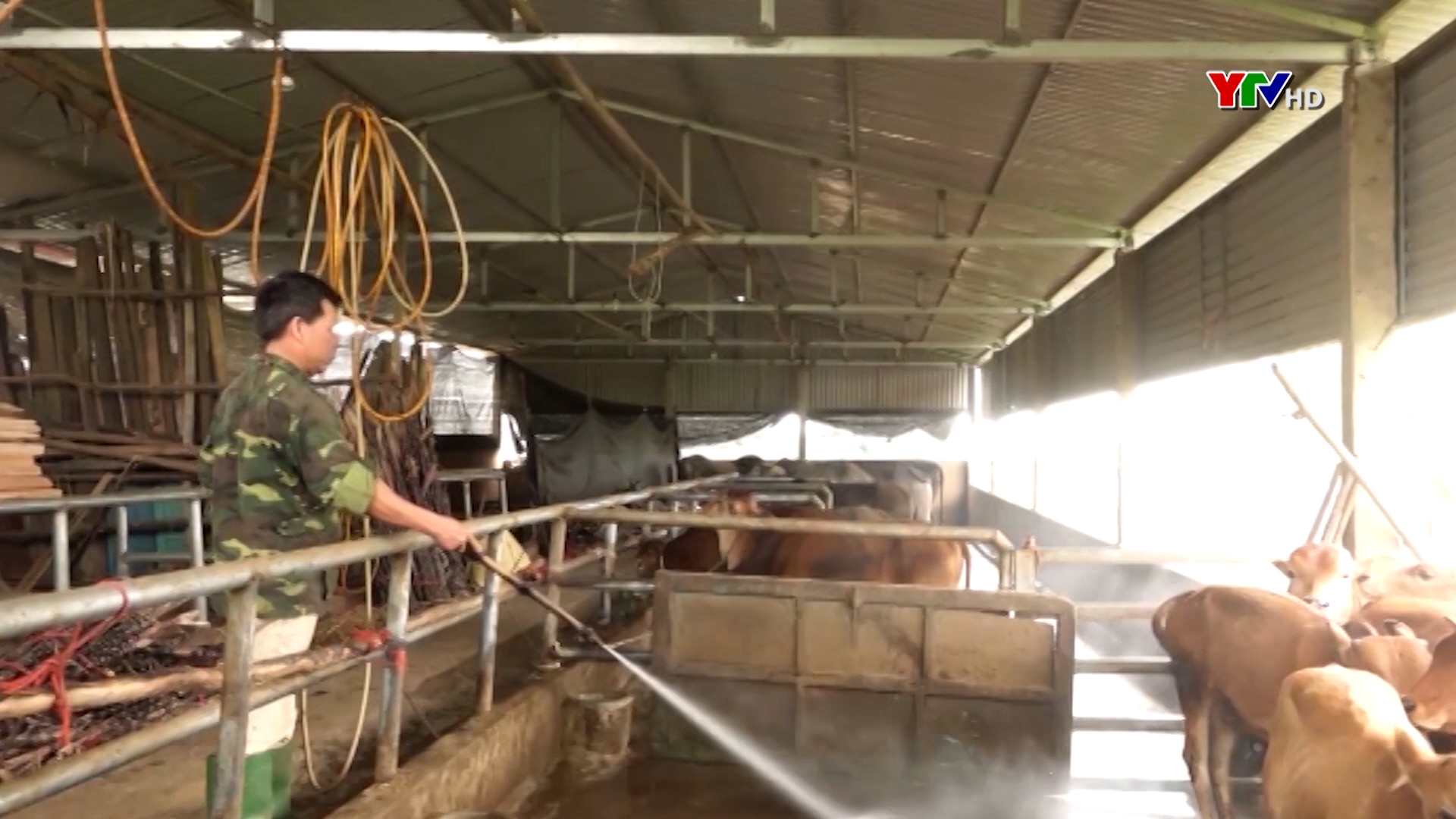 Thị xã Nghĩa Lộ tiêu hủy 67 con bò mắc bệnh viêm da nổi cục