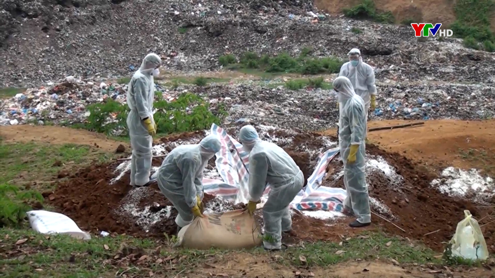 Thị xã Nghĩa Lộ tiêu hủy 3 tấn lợn bị dịch tả lợn châu Phi