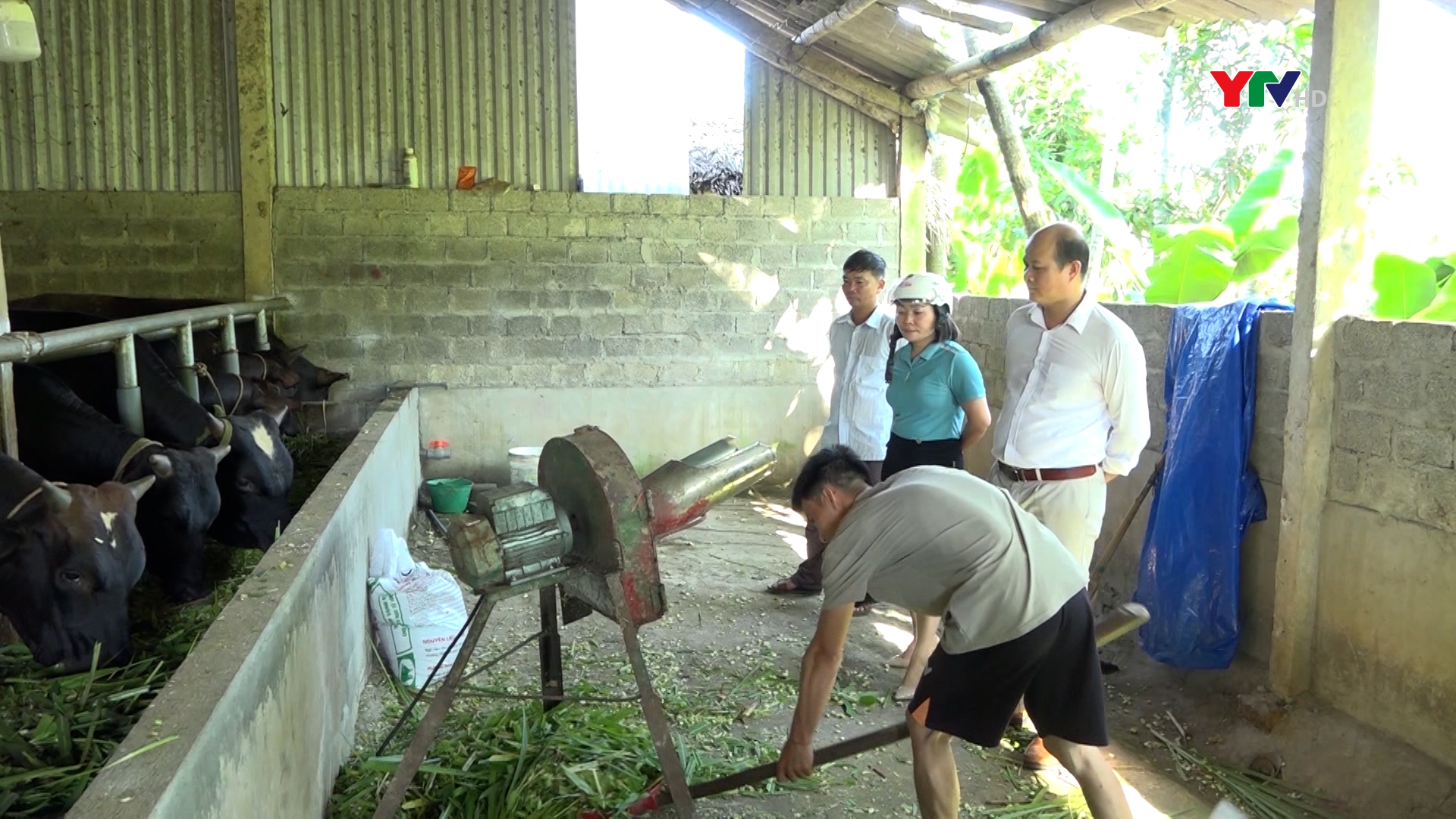 Lục Yên hỗ trợ các cơ sở phát triển chăn nuôi gia súc