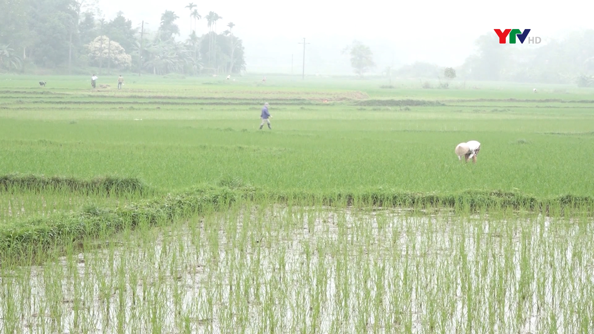 Nông dân Lục Yên chủ động chăm sóc lúa mùa