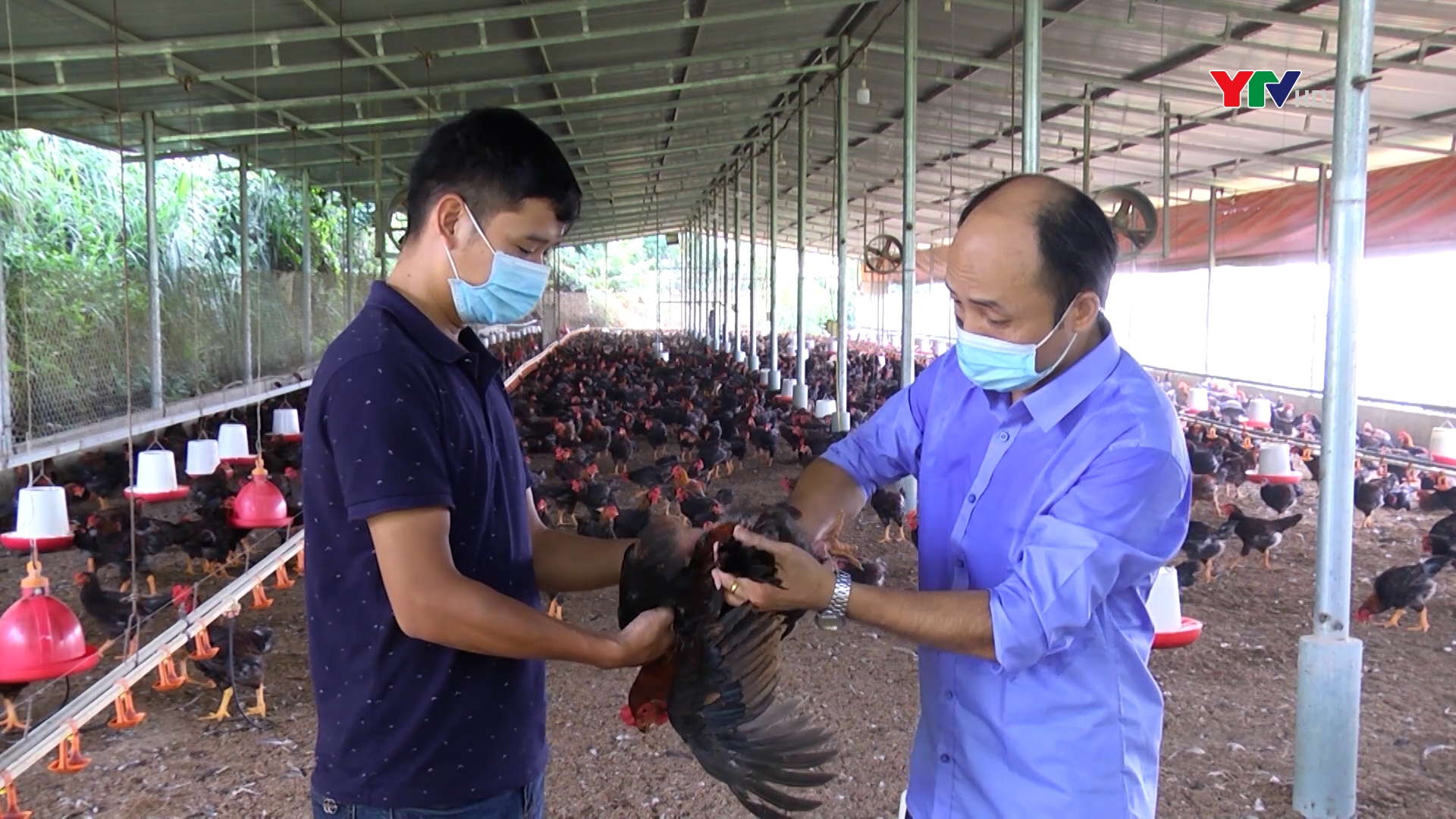 HTX Nông nghiệp Quyết Tiến nuôi gà theo tiêu chuẩn VietGAP