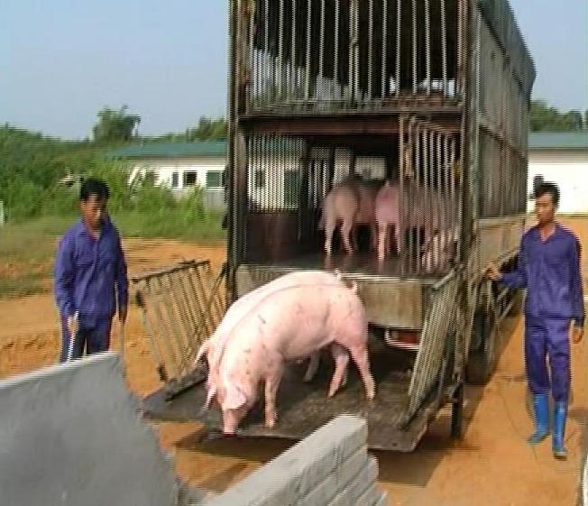 Trang trại 600 lợn nái chính thức đi vào hoạt động