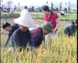 Văn Yên ra quân trồng ngô vụ đông trên đất 2 vụ lúa