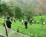 Huyện Trạm Tấu: Hoàn thành kế hoạch trồng rừng năm 2012