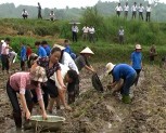 Huyện Trấn Yên phát động phong trào trồng cây vụ đông 2012