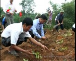Huyện Trấn Yên tổ chức lễ ra quân trồng cải tạo chè vụ thu năm 2012