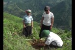 Huyện Trạm Tấu hoàn thành kế hoạch trồng rừng