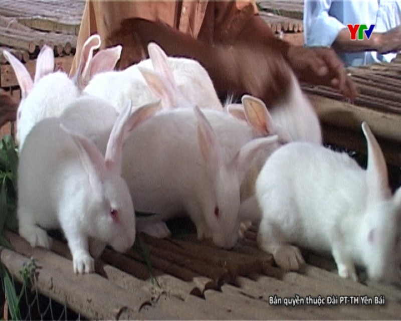 Nông dân huyện Trấn Yên đầu tư nuôi thỏ Newzealand
