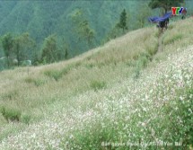 Khám phá vẻ đẹp đồi hoa tam giác mạch trên đèo Khau Phạ huyện Mù Cang Chải