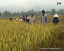 Thị xã Nghĩa Lộ đẩy nhanh tiến độ thu hoạch lúa mùa