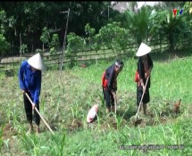 Nông dân huyện Lục Yên tập trung chăm sóc ngô hè thu