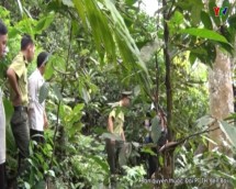 Văn Chấn làm tốt công tác bảo vệ và phát triển rừng
