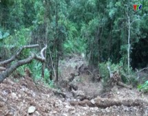 1.800 ha rừng của huyện Mù Cang Chải bị thiệt hại do lũ quét
