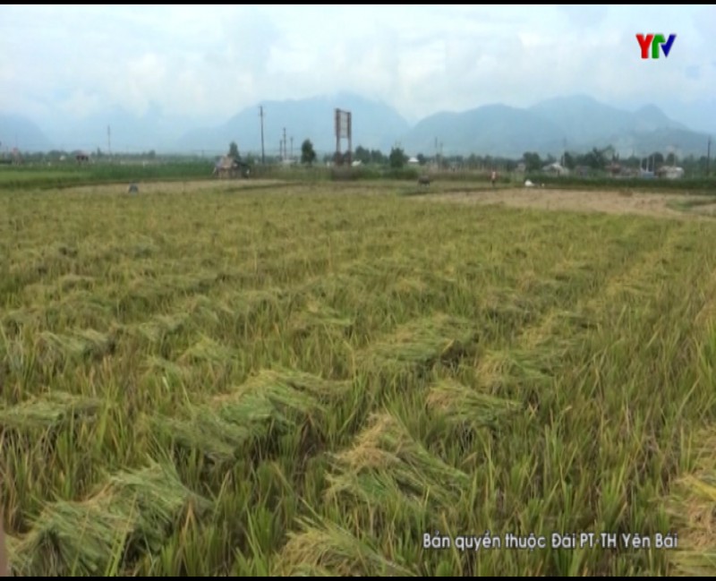 Huyện Văn Chấn thu hoạch được 500 ha lúa mùa sớm
