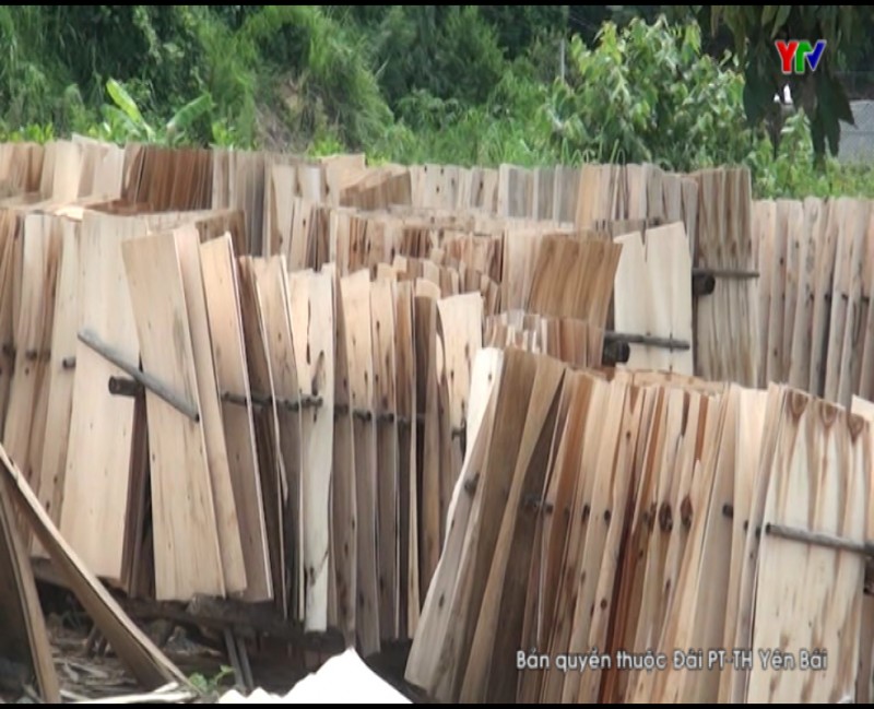 Hướng đi nào cho các cơ sở sản xuất gỗ ván bóc tại huyện Lục Yên?