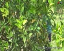 Một số diện tích cây ăn quả có múi ở huyện Văn Chấn phát sinh sâu bệnh