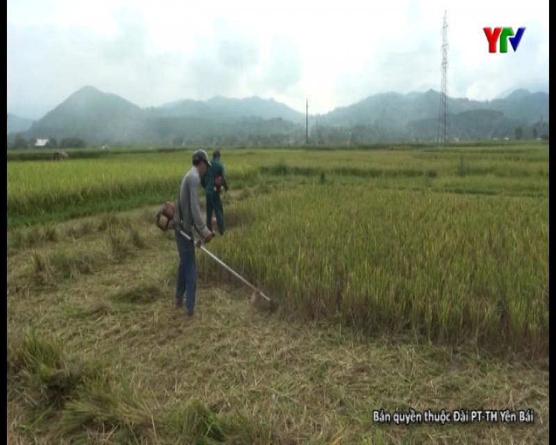 Huyện Văn Chấn phấn đấu hoàn thành gieo trồng 2.500 ha cây vụ đông