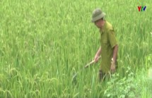 Nhiều diện tích lúa hè thu của huyện Yên Bình bị nhiễm sâu bệnh