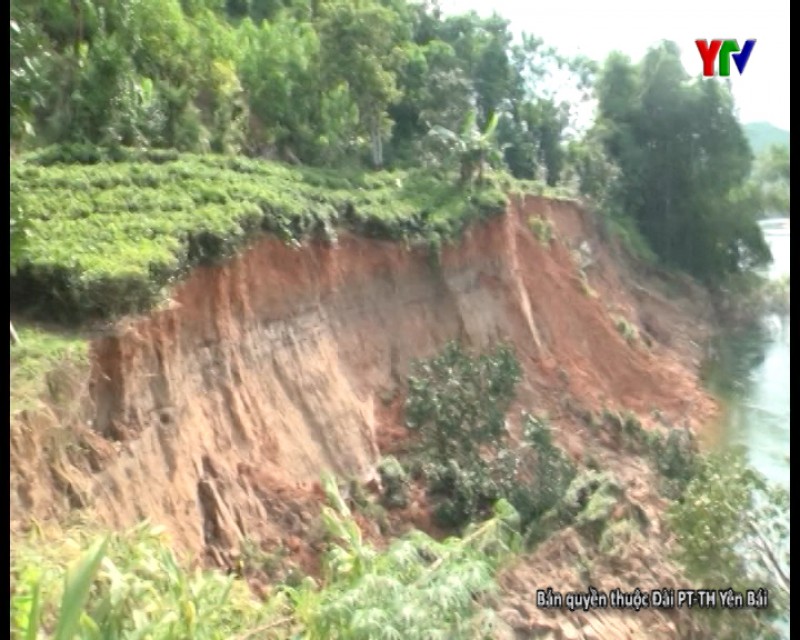 Nhiều diện tích đất ven sông của xã Hán Đà huyện Yên Bình bị sạt lở