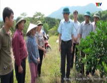 Huyện Văn Chấn hỗ trợ 9 xã, thị trấn vùng ngoài trồng mới 1400 ha cam, quýt chất lượng cao