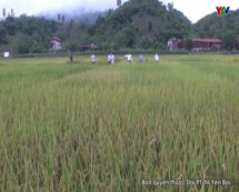 Trại giống cây trồng Đông Cuông huyện Văn Yên sản xuất 19 ha lúa giống